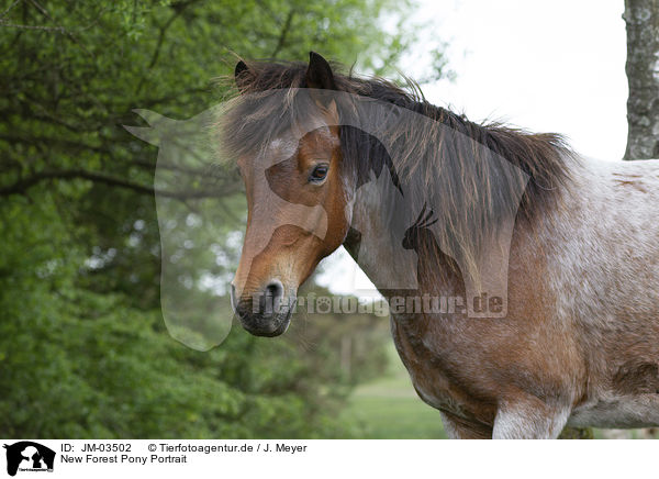 New Forest Pony Portrait / JM-03502
