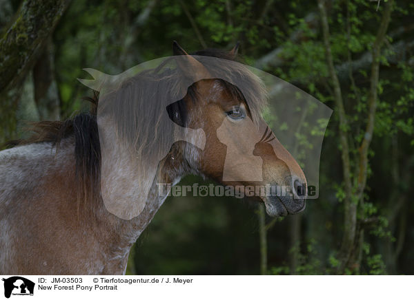 New Forest Pony Portrait / New Forest Pony Portrait / JM-03503