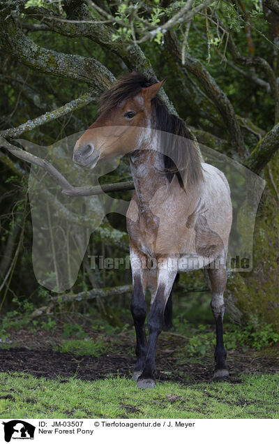 New Forest Pony / JM-03507