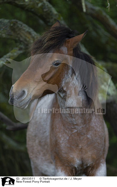 New Forest Pony Portrait / JM-03511