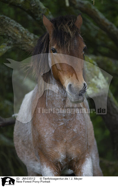 New Forest Pony Portrait / JM-03512