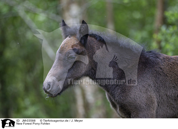 New Forest Pony Fohlen / New Forest Pony Foal / JM-03588