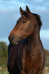 New Forst Pony Portrait