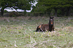 liegendes New Forest Pony
