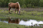 New Forest Pony