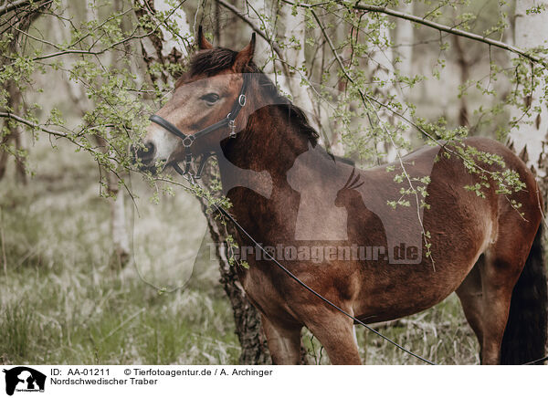 Nordschwedischer Traber / North Swedish trotter / AA-01211