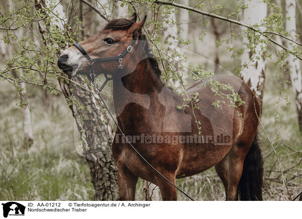 Nordschwedischer Traber / North Swedish trotter / AA-01212
