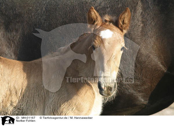 Noriker Fohlen / MH-01167