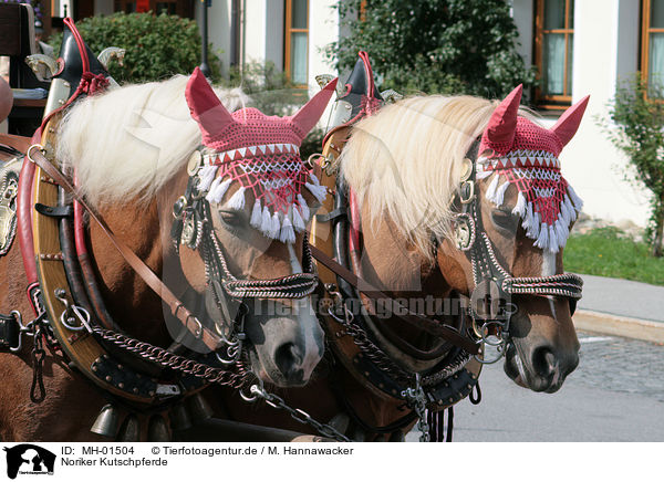 Noriker Kutschpferde / coach horse / MH-01504