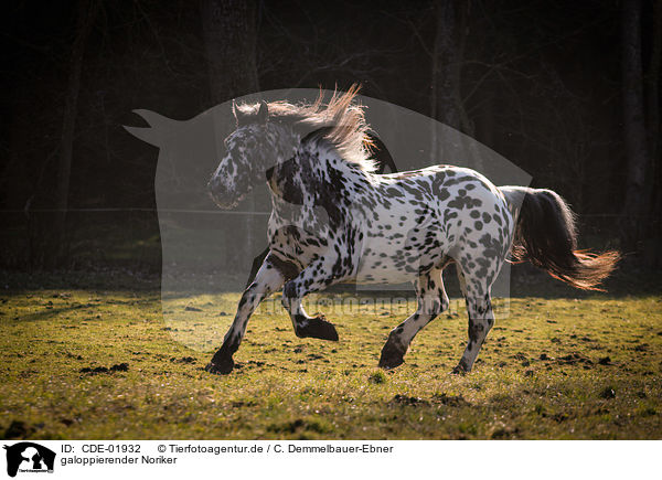 galoppierender Noriker / galloping Noriker / CDE-01932