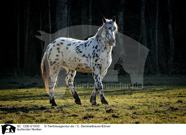 laufender Noriker / walking Noriker / CDE-01935