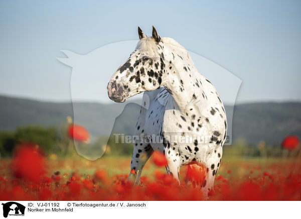 Noriker im Mohnfeld / horse in the poppy field / VJ-01192