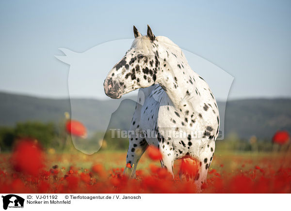 Noriker im Mohnfeld / VJ-01192