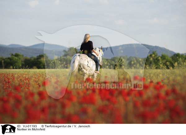 Noriker im Mohnfeld / horse in the poppy field / VJ-01193