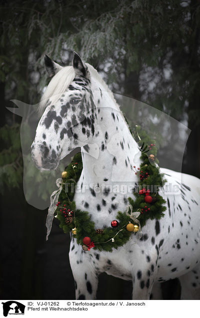 Pferd mit Weihnachtsdeko / VJ-01262