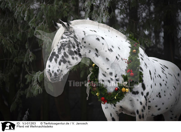 Pferd mit Weihnachtsdeko / VJ-01263