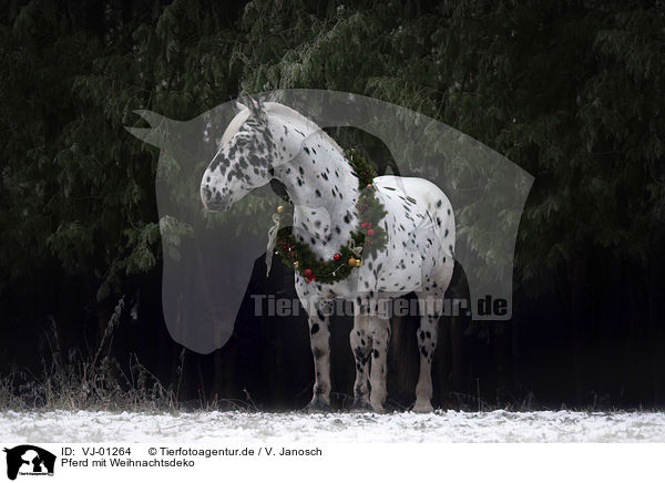 Pferd mit Weihnachtsdeko / VJ-01264