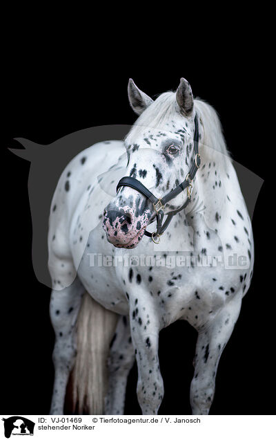 stehender Noriker / standing Noriker Horse / VJ-01469