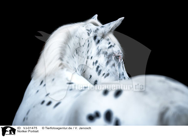 Noriker Portrait / Noriker Horse portrait / VJ-01475