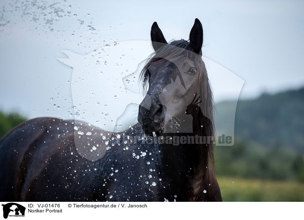 Noriker Portrait / Noriker Horse portrait / VJ-01476