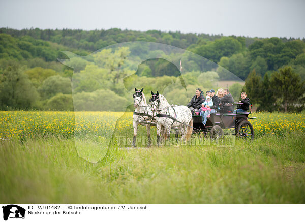 Noriker an der Kutsche / Noriker Horse on the buggy / VJ-01482