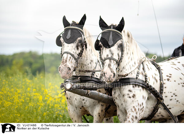 Noriker an der Kutsche / Noriker Horse on the buggy / VJ-01486