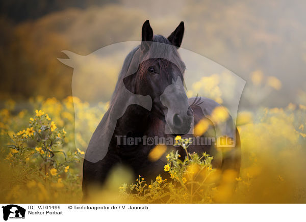 Noriker Portrait / Noriker Horse portrait / VJ-01499
