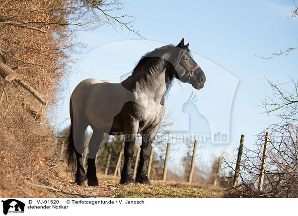stehender Noriker / standing Noriker Horse / VJ-01520