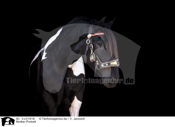 Noriker Portrait / Noriker horse portrait / VJ-01918