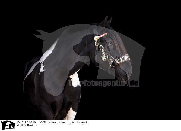 Noriker Portrait / Noriker horse portrait / VJ-01920