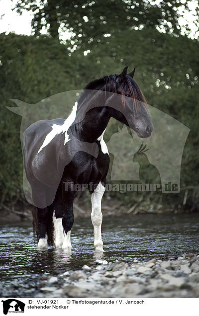 stehender Noriker / standing Noriker / VJ-01921