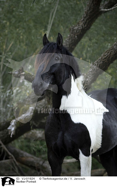 Noriker Portrait / Noriker horse portrait / VJ-01924