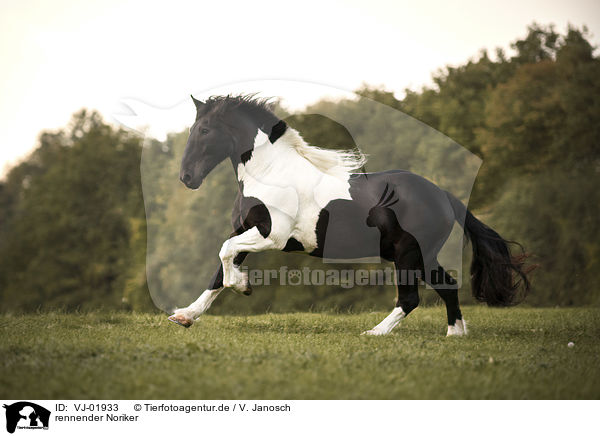rennender Noriker / running Noriker / VJ-01933