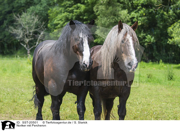 Noriker mit Percheron / Noriker Horse with Percheron / SST-20501