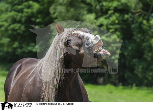 Noriker Portrait / SST-20505