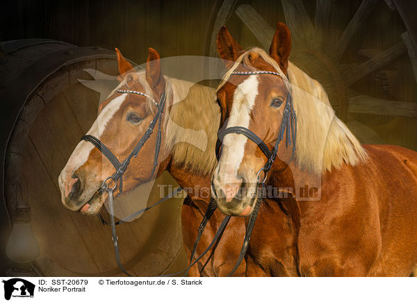 Noriker Portrait / Noriker Horse portrait / SST-20679