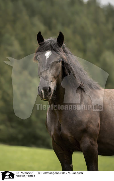 Noriker Portrait / Noriker Portrait / VJ-02791