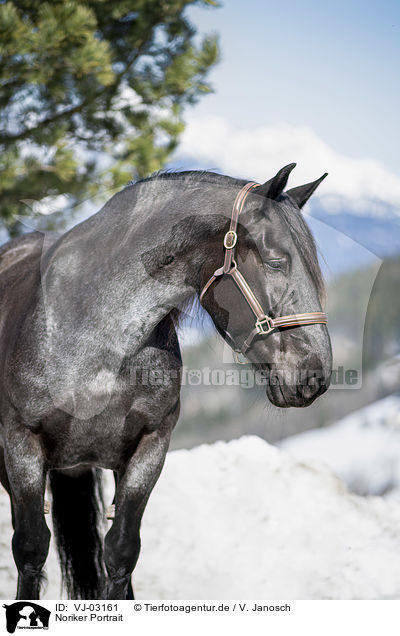 Noriker Portrait / Noriker Horse Portrait / VJ-03161