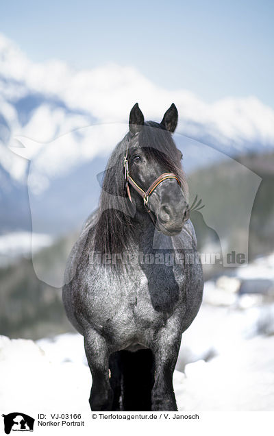 Noriker Portrait / Noriker Horse Portrait / VJ-03166