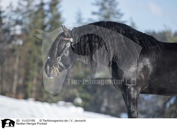 Noriker Hengst Portrait / VJ-03169