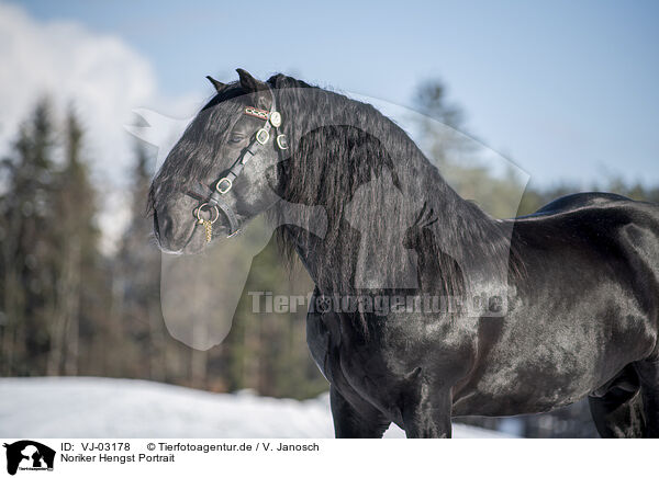 Noriker Hengst Portrait / VJ-03178