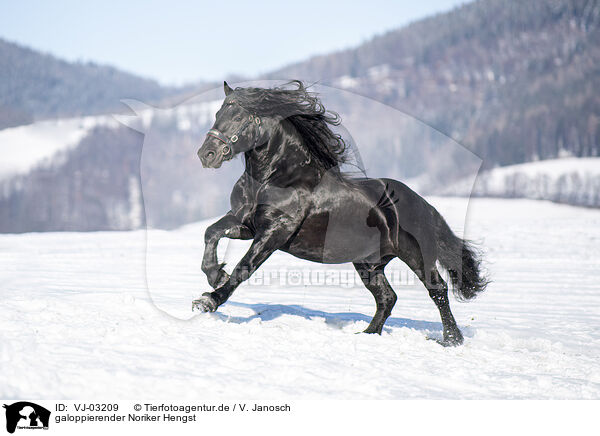galoppierender Noriker Hengst / galloping Noriker Horse Stallion / VJ-03209