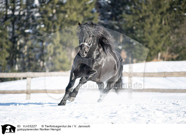 galoppierender Noriker Hengst / galloping Noriker Horse Stallion / VJ-03227