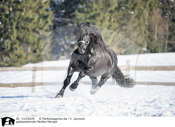 galoppierender Noriker Hengst / galloping Noriker Horse Stallion / VJ-03234