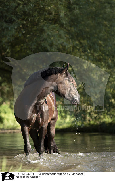Noriker im Wasser / Noriker Horse in the water / VJ-03304
