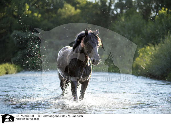 Noriker im Wasser / Noriker Horse in the water / VJ-03320