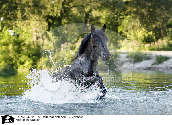 Noriker im Wasser / Noriker Horse in the water / VJ-03345