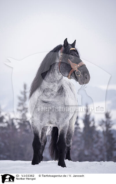 Noriker Hengst / Noriker Horse Stallion / VJ-03362