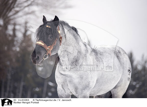 Noriker Hengst Portrait / Noriker Horse Stallion Portrait / VJ-03363