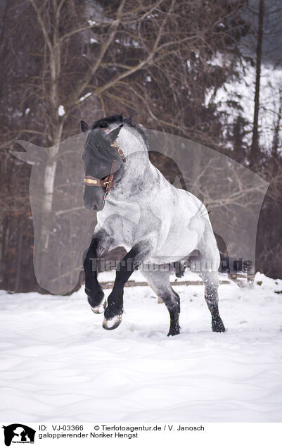 galoppierender Noriker Hengst / galloping Noriker Horse Stallion / VJ-03366